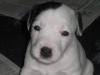 willy-3