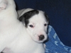 willy-4