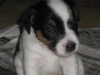 woddy-3