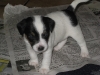 woddy-4