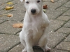 walli