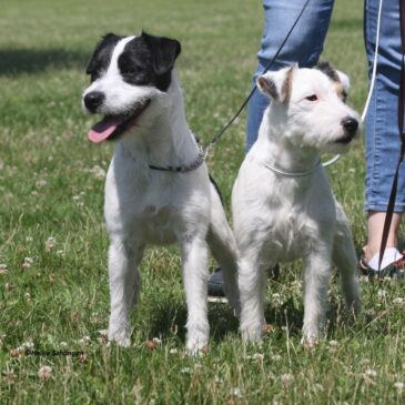 Spezial-Rassehunde-Ausstellung in Bingen