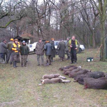 Drückjagd in Sinzig