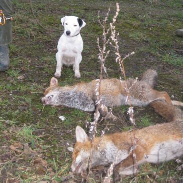 Molly sprengt ihren ersten Fuchs