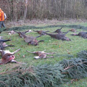 Drückjagd im Forst