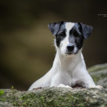 Fotoshooting mit Isy